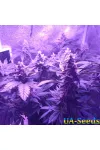 White Widow Feminised by BullySeeds