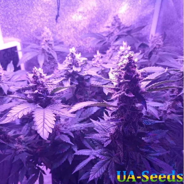 Семена конопли White Widow Feminised by BullySeeds