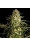 Critical Kush Feminised