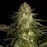 Critical Kush Feminised
