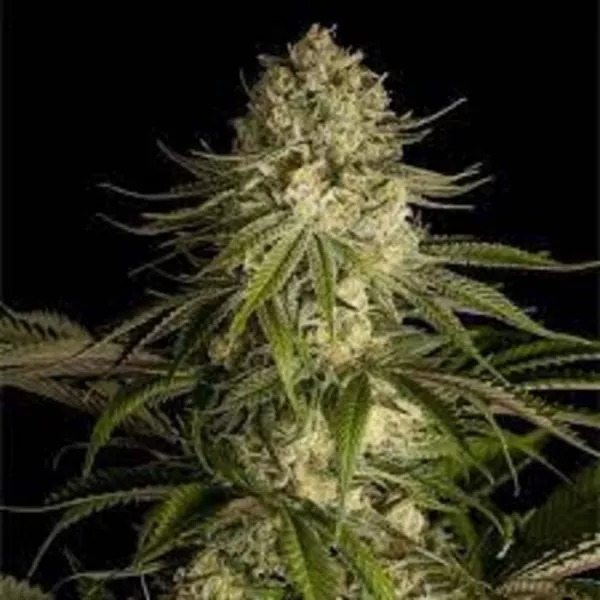 Семена конопли Critical Kush Feminised