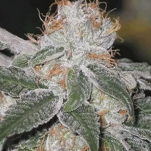 Семена конопли Fast Widow Express Feminised by BullySeeds