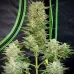 Насіння коноплі Auto Afghan Kush Feminised