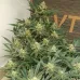 Насіння коноплі Auto Afghan Kush Feminised