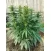 Семена конопли Green Crack Feminised