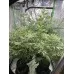 Семена конопли Green Crack Feminised