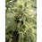Green Crack Feminised