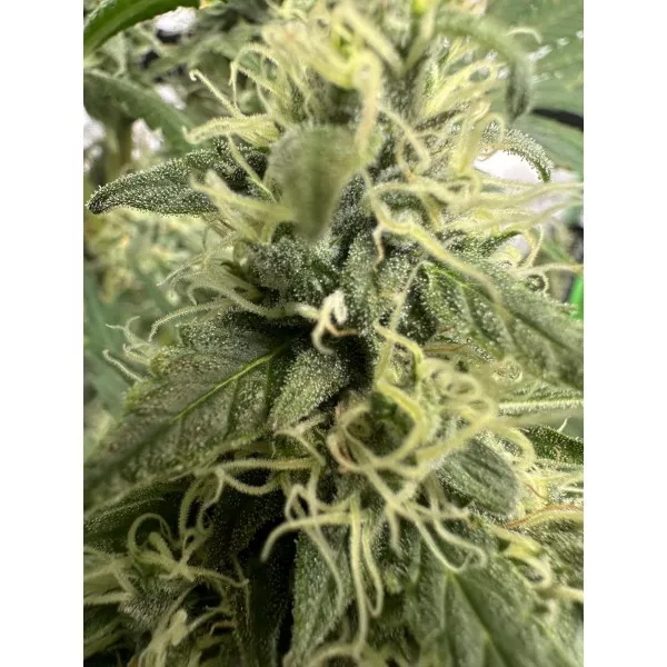 Семена конопли Green Crack Feminised