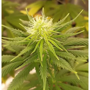 Auto California Orange Feminised