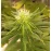 Auto California Orange Feminised