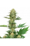 Gelato #420 Feminized