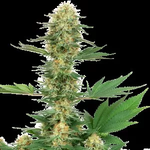 Gelato #420 Feminized