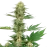 Gelato #420 Feminized