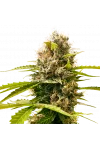 Mandarin Punch Feminized Mandarin Punch Feminized