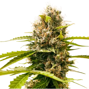Mandarin Punch Feminized