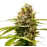 Mandarin Punch Feminized
