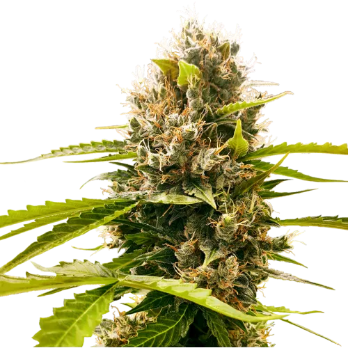 Семена конопли Mandarin Punch Feminized