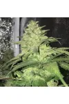 Master Kush Feminized Master Kush Feminized