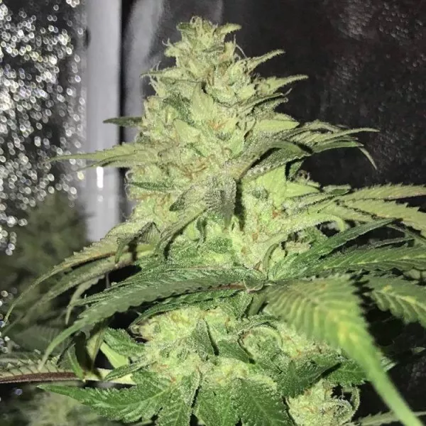 Насіння конопель Master Kush Feminized