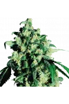 Super Skunk Feminized