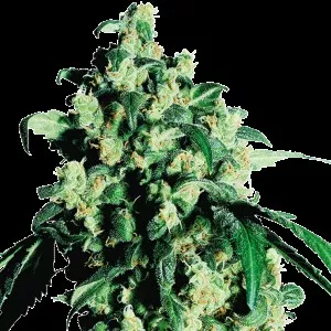 Super Skunk Feminized