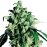 Super Skunk Feminized