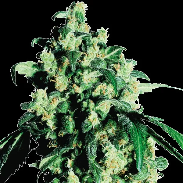 Семена конопли Super Skunk Feminized