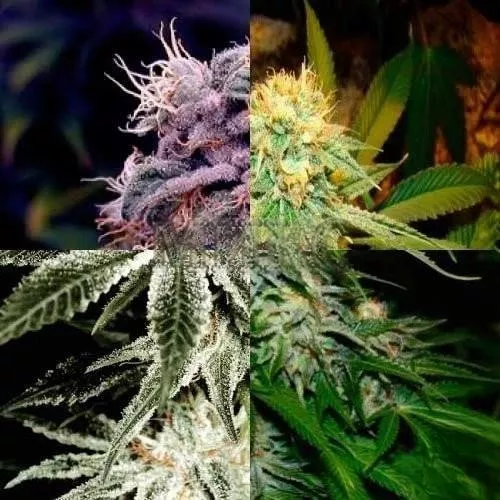 Foto Fem Mix