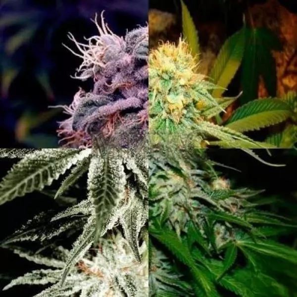 Foto Fem Mix