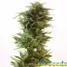 Семена конопли Amnesia Lemon