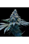 Bad Azz Kush