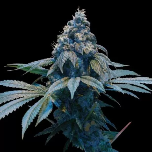 Насіння коноплі Bad Azz Kush