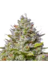 Gelato 41