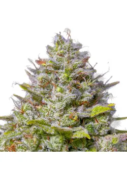 Blue Gelato