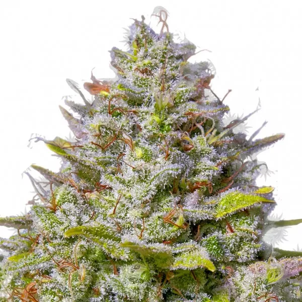Семена конопли Gelato 41