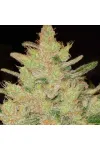 Blueberry Og