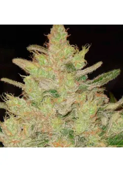 Blueberry Og