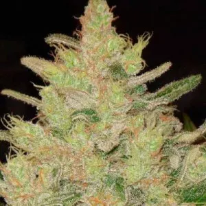 Blueberry Og