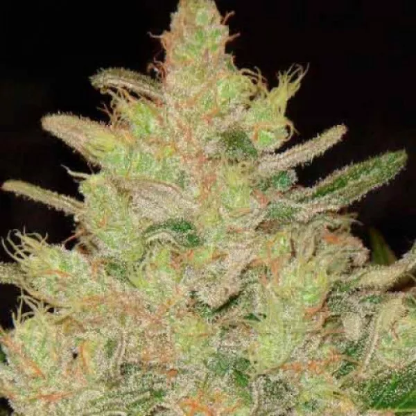 Насіння коноплі Blueberry Og