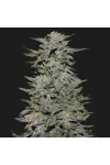 Boy Scout Cookies