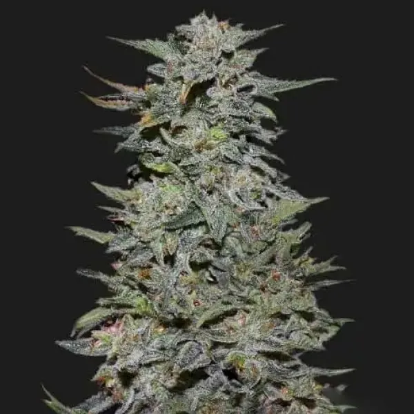 Семена конопли Boy Scout Cookies