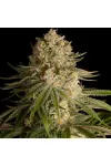 Critical Kush