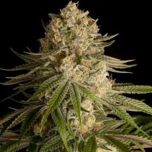 Critical Kush