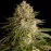 Critical Kush