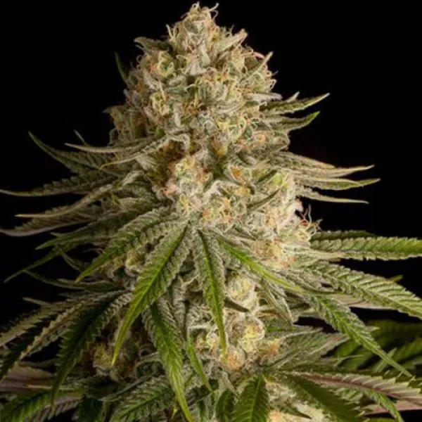 Семена конопли Critical Kush