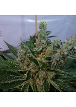 G13 Haze