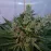 G13 Haze