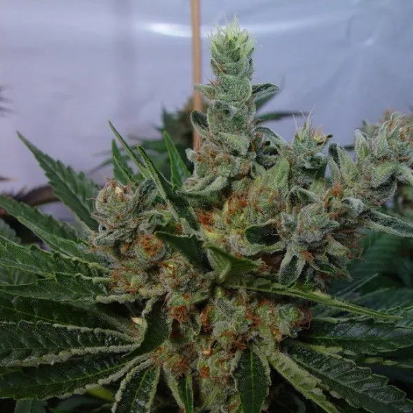 Насіння конопель G13 Haze