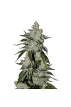 Girl Scout Cookies Girl Scout Cookies