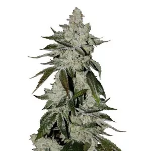 Girl Scout Cookies